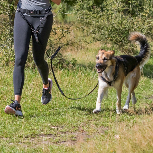 Trixie Bauchgurt mit Leine fürmittelgroße und große Hunde